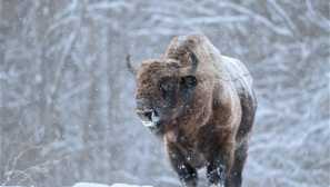 Zubble - življenje gozdnega velikana